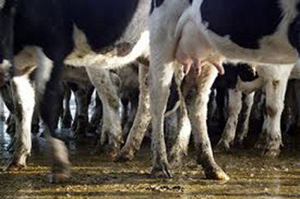 Agriculture_Waste_1
